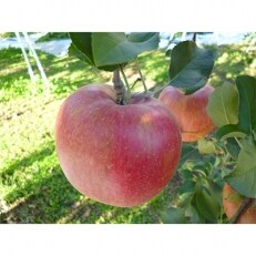 シナノスイート　約5kg(12～18個入り)