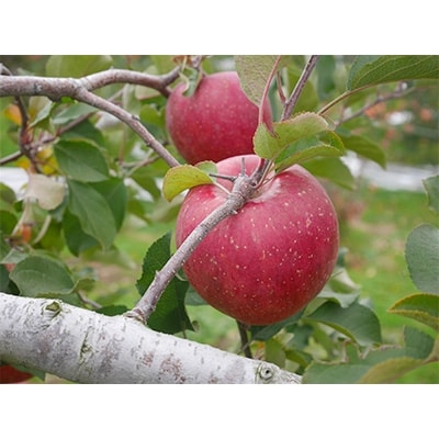 家庭用サンふじ小玉　約3kg(10～14個入り)