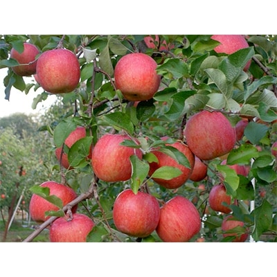 家庭用サンふじ小玉　約3kg(10～14個入り)