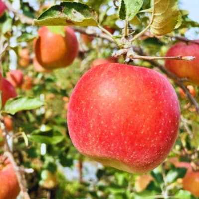 【先行予約】家庭用 サンふじ 《小玉》 約3kg(10～14個入り)《出荷:2025年12月中旬〜》