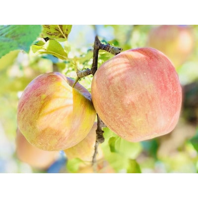 シナノスイート　約5kg(12～18個入り)