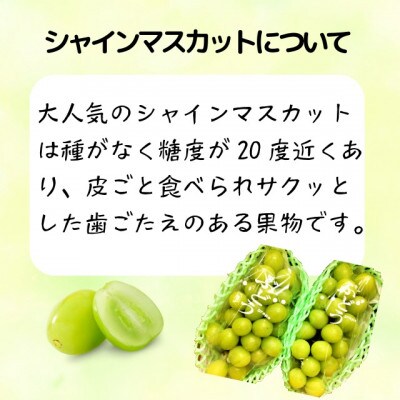 北信州産シャインマスカット2房入(400g～500g×2房)
