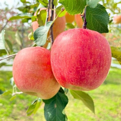 【先行予約】長野県産 サンふじ 約5kg (11～20個)《出荷:2025年12月上旬〜》