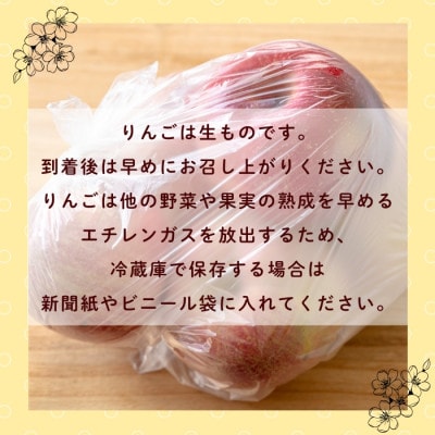 【先行予約】長野県産 サンふじ 約10kg(22～40個)《出荷:2025年12月上旬〜》