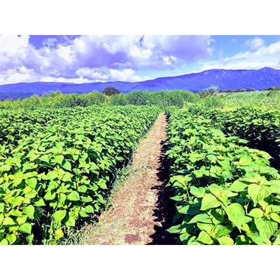 【長野県飯山市産】えごま粉 100g×5袋