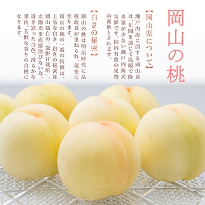 岡山県産　白桃6玉(合計1.6kg以上)