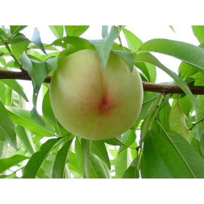 岡山県産おかやま夢白桃　ロイヤル　(1箱5玉入り)