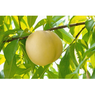 岡山白桃食べ比べ　2種2玉