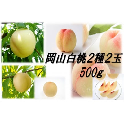 岡山白桃　晩生2種2玉
