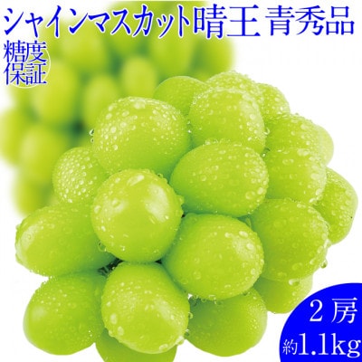 2026年 9月~10月発送 先行予約 シャインマスカット 晴王 2房 約1.1kg 岡山県産