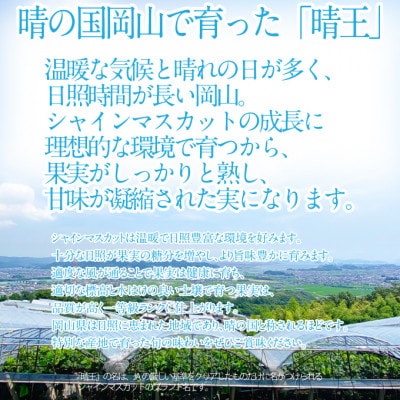 2026年 9月~10月発送 先行予約 シャインマスカット 晴王 1房 約670g 岡山県産