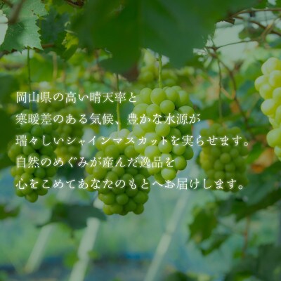 【2026年発送】朝採り直送!さつきぶどう園シャインマスカット1房 600g前後【フルーツ王国岡山】