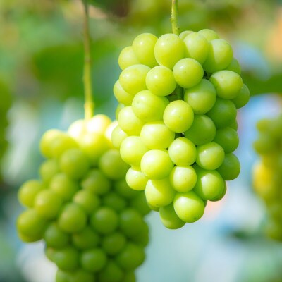 【2026年発送】朝採り直送!さつきぶどう園シャインマスカット1房 600g前後【フルーツ王国岡山】