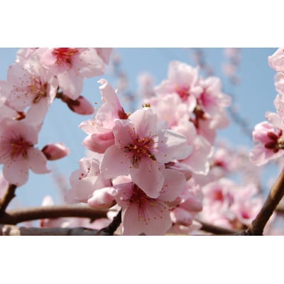 岡山県産白桃C　7～9玉(約1.8kg)