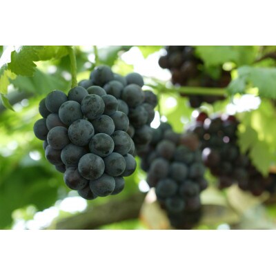 【2026年8月下旬から発送】岡山県産　ニューピオーネ(1房480g以上)2房入り(約1kg)