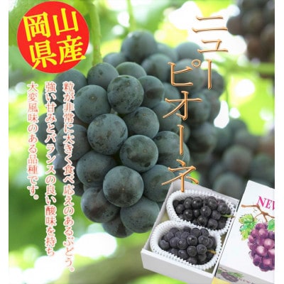 【2026年8月下旬から発送】岡山県産　ニューピオーネ(1房600g以上)2房入り