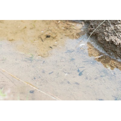 【新米】天日干し こしひかり「富の環」　玄米5kg【北アルプス早月川最上流の棚田米】