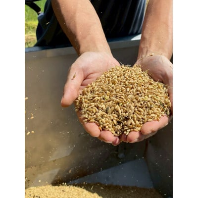 【新米】天日干し こしひかり「富の環」　玄米10kg【北アルプス早月川最上流の棚田米】