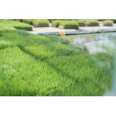 【新米】天日干し こしひかり「富の環」　白米10kg【北アルプス早月川最上流の棚田米】