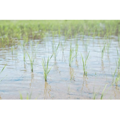 【新米】環境保全米こしひかり　白米5kg【北アルプス早月川最上流の棚田米】