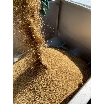 【新米】環境保全米こしひかり　玄米10kg【北アルプス早月川最上流の棚田米】