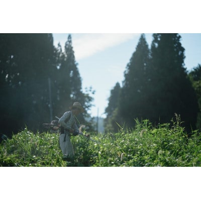 【新米】環境保全米こしひかり　玄米10kg【北アルプス早月川最上流の棚田米】