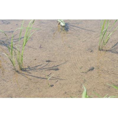 【新米】環境保全米こしひかり　白米10kg【北アルプス早月川最上流の棚田米】