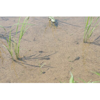 【新米】環境保全米　富富富　白米10kg【北アルプス早月川最上流の棚田米】