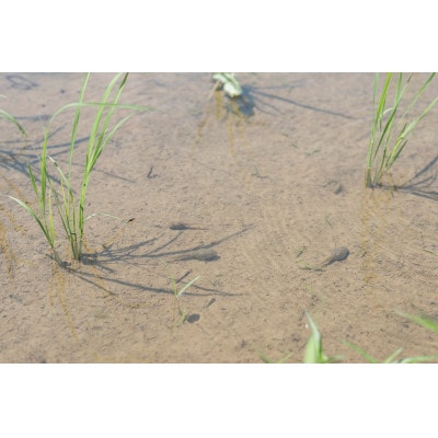 【新米】環境保全米　富富富　玄米5kg【北アルプス早月川最上流の棚田米】