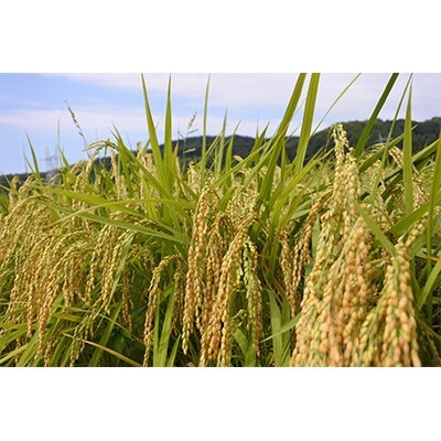 令和2年産　コシヒカリ白米10kg　富山県うおづ産
