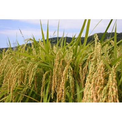 コシヒカリ白米20kg(5kg×4袋)富山県うおづ産