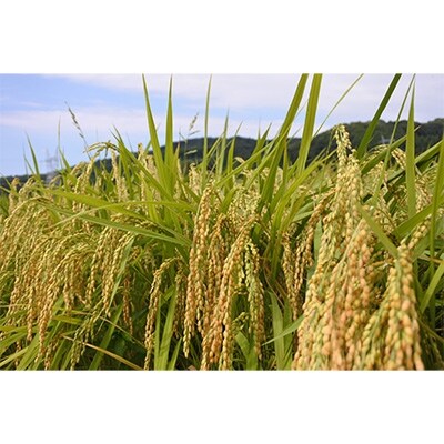 2022年4月発送開始『定期便』富山県うおづ産コシヒカリ10kg(5kg×2袋)×全6回