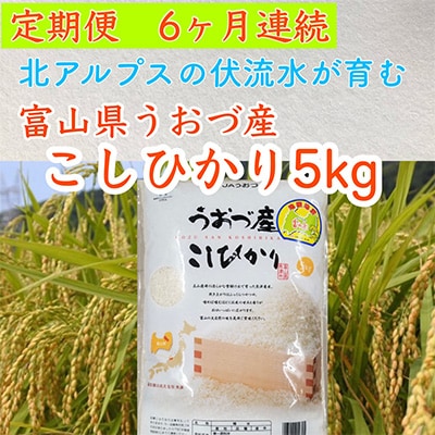 2023年8月発送開始『定期便』富山県うおづ産コシヒカリ5kg×全6回