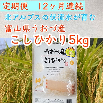 2023年2月発送開始『定期便』富山県うおづ産コシヒカリ5kg×全12回