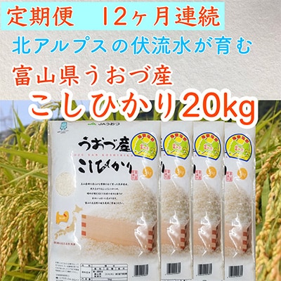 2023年11月発送開始『定期便』富山県うおづ産コシヒカリ20kg(5kg×4袋)×全12回