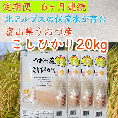 2023年12月発送開始『定期便』富山県うおづ産コシヒカリ20kg(5kg×4袋)×全6回