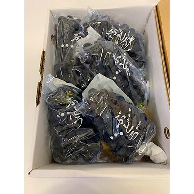 旬のぶどう(品種はおまかせ)2kg