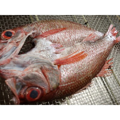 【極】のどぐろ干物　1kg級　1尾