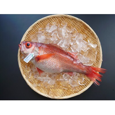 【極】のどぐろ干物　1kg級　1尾