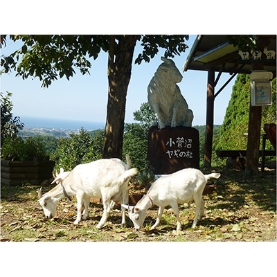 【令和6年産】こしひかり棚田米5kg(無洗米)富山県ヤギの杜
