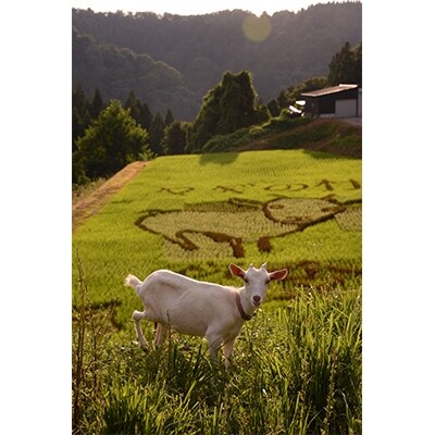 こしひかり棚田米5kg(無洗米)、古代米(玄米)300g、らっきょ甘酢漬け 富山県ヤギの杜