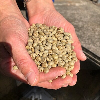 【豆】サントスピーベリー:500g(自家焙煎コーヒーとみかわ)