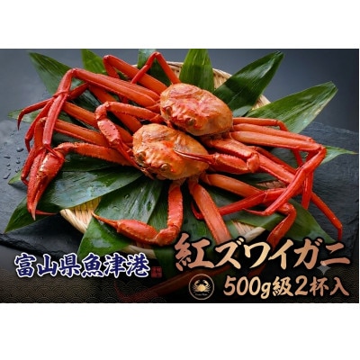 自社漁船直送!魚卸問屋のベニズワイガニ500g級×2杯