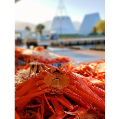 【訳あり】自社漁船直送!魚卸問屋のベニズワイガニ 2kg
