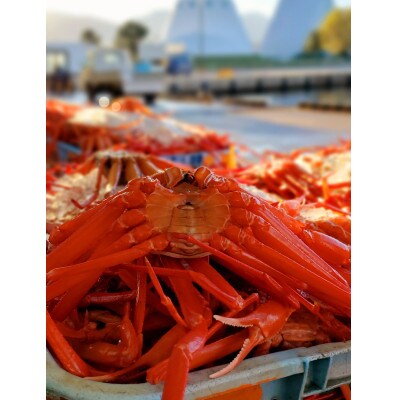 【冷凍訳あり品】自社漁船直送!魚卸問屋のベニズワイガニ　2kg