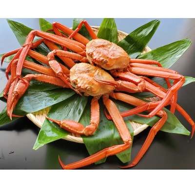 自社漁船直送!魚卸問屋のベニズワイガニ600g級×2杯