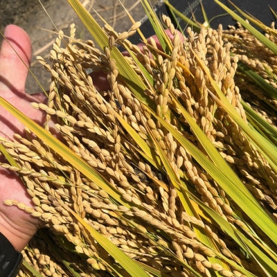 【早期予約】農家直送「富山米　富富富」10kg(白米)