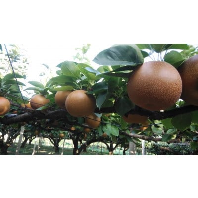 布本果実園の梨「幸水」5kg(約12玉)