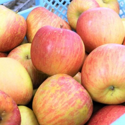 魚津りんごの飲むゼリー　ゴクっとじゅれ10個(175g×10個)