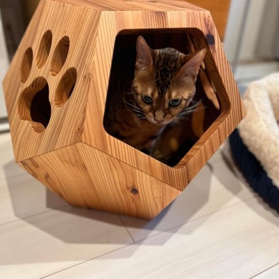 ねこベース